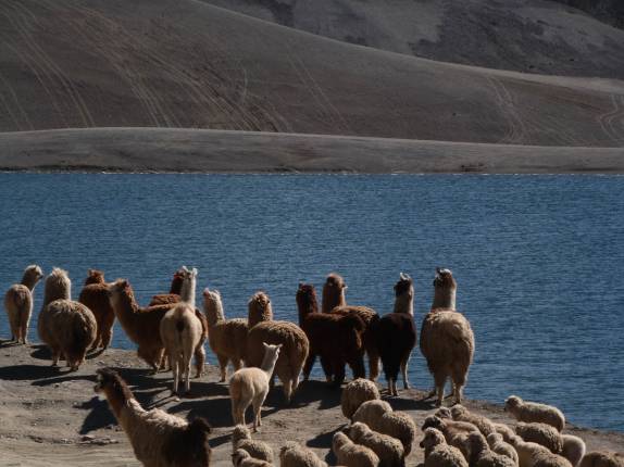 Rebanho de lhamas parece admirar o lago no Parque de Catapata, onde se inicia a Carretera de la Muerte, que desce os Andes em direção à Coroico, na Bolívia